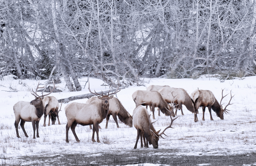 Herd of wintering bull elk Herd of wintering bull elk