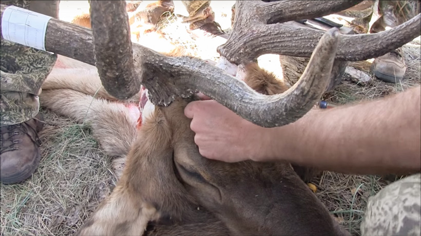 How to cape an elk skull How to cape an elk skull
