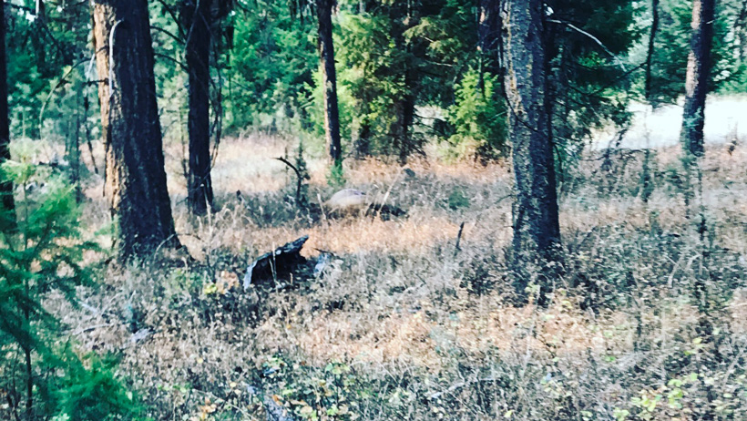 Archery bull Archery bull