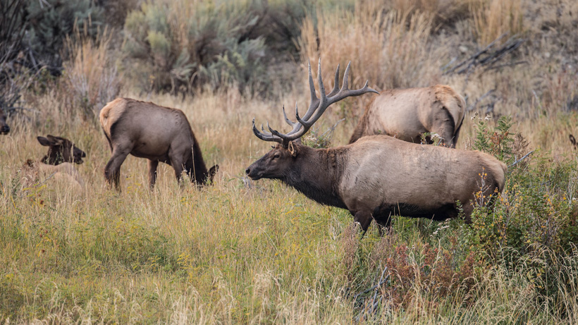 Idaho Elk Idaho Elk