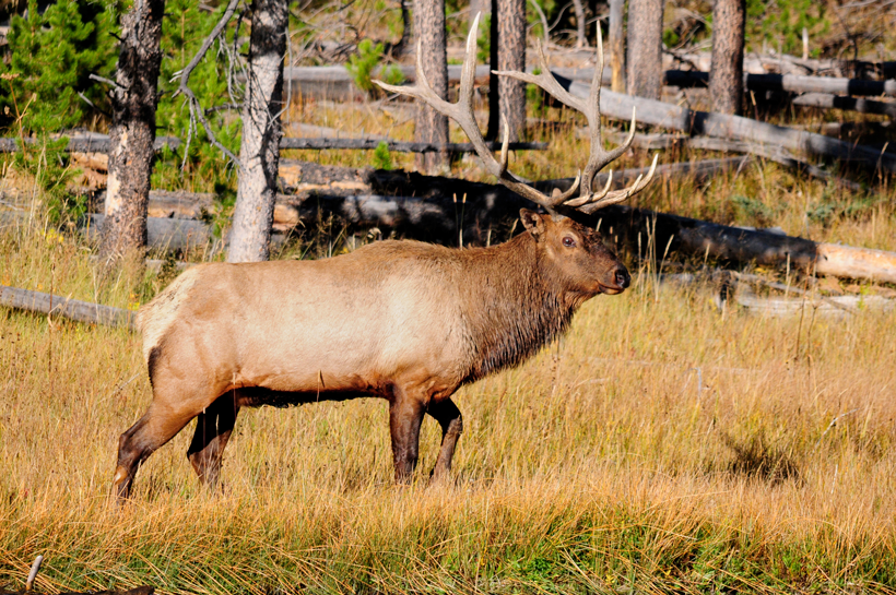 Idaho elk population on the rise Idaho elk population on the rise