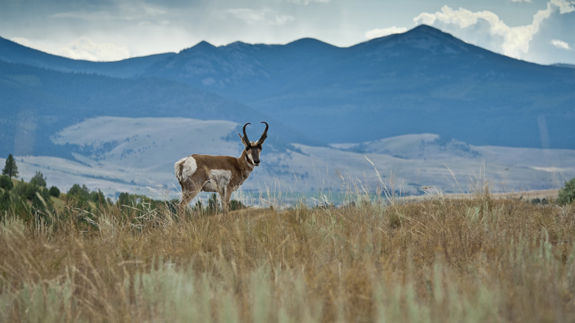 Idaho Pronghorn Idaho Pronghorn