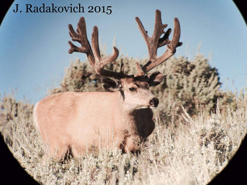 Jason Radakovich live photo of the poached Hoback mule deer buck Jason Radakovich live photo of the poached Hoback mule deer buck