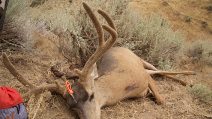 Justin Klement 2017 Nevada archery mule deer Justin Klement 2017 Nevada archery mule deer