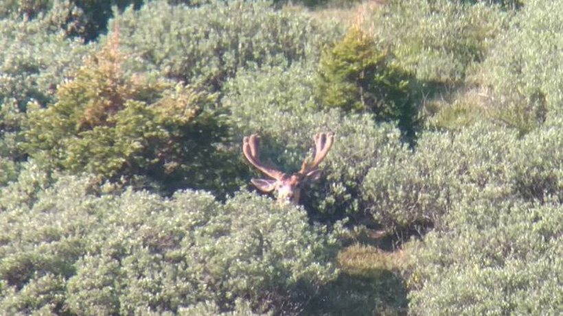 Kicker mule deer velvet buck in early July Kicker mule deer velvet buck in early July