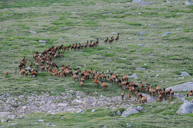 Large Colorado elk herd Large Colorado elk herd