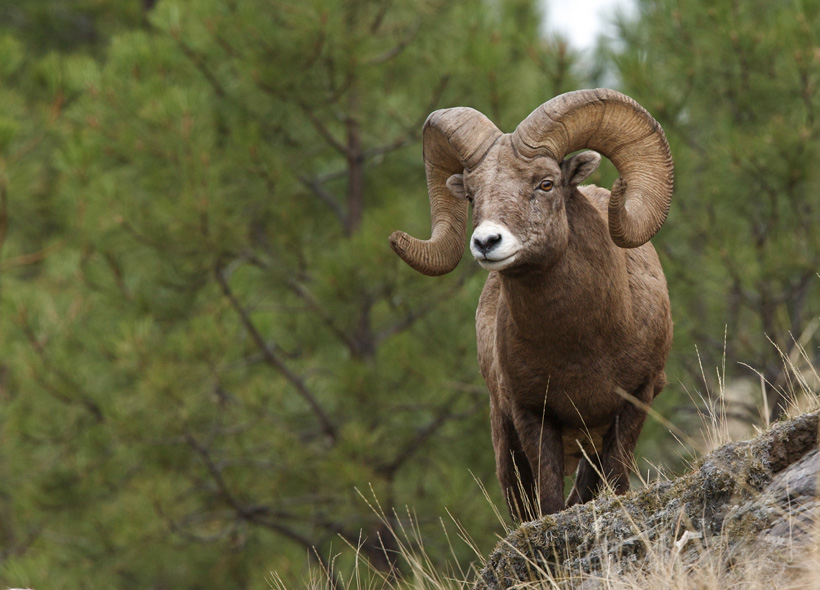 Large Montana bighorn sheep Large Montana bighorn sheep