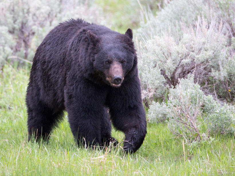 Large Montana black bear Large Montana black bear