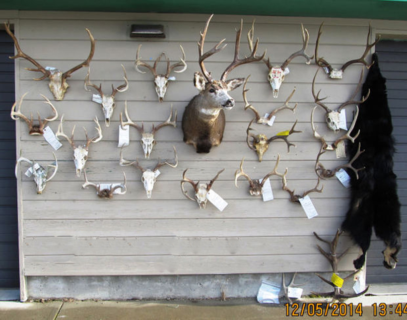 One of the largest Montana poaching cases goHUNT