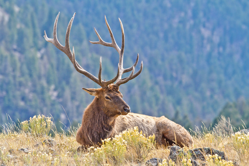 cow elk colorado cow elk colorado