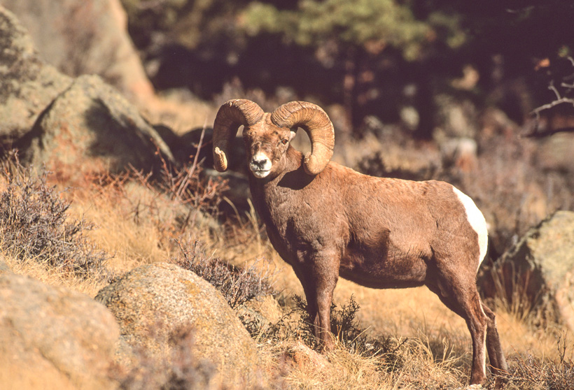 Bighorn sheep removed in Montana Bighorn sheep removed in Montana