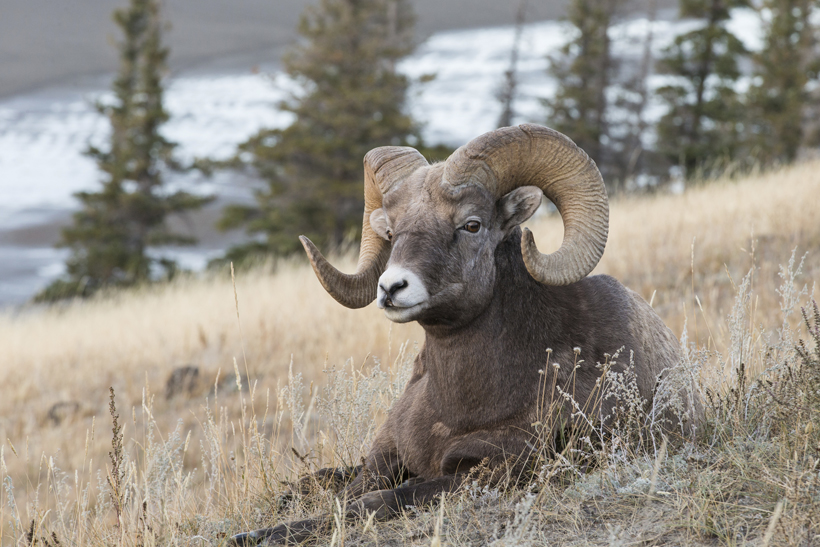 Large bedded bighorn sheep Large bedded bighorn sheep