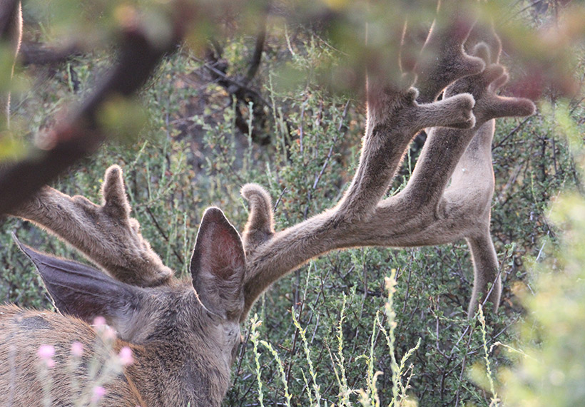 Large buck eating bitterbrush Large buck eating bitterbrush
