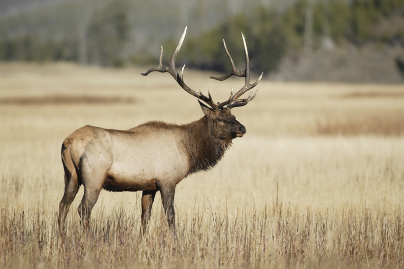 Large bull elk in field Large bull elk in field