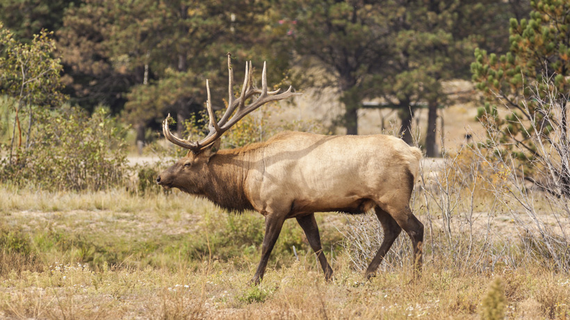 Large bull elk walking through meadow Large bull elk walking through meadow