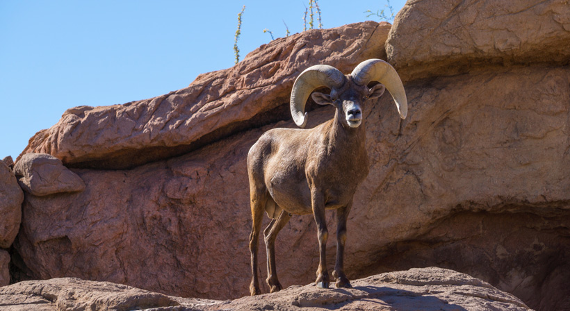 Large desert bighorn sheep Large desert bighorn sheep