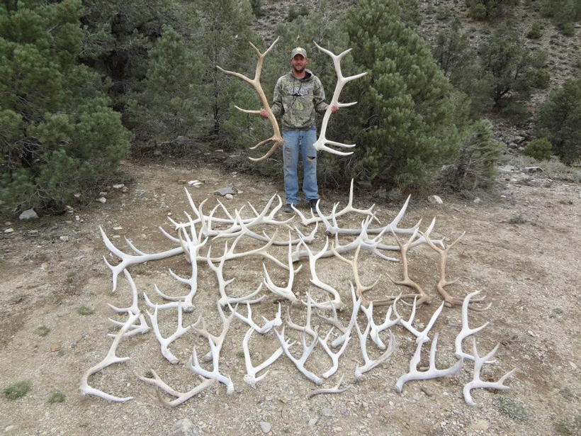 gnawtlers elk antlers