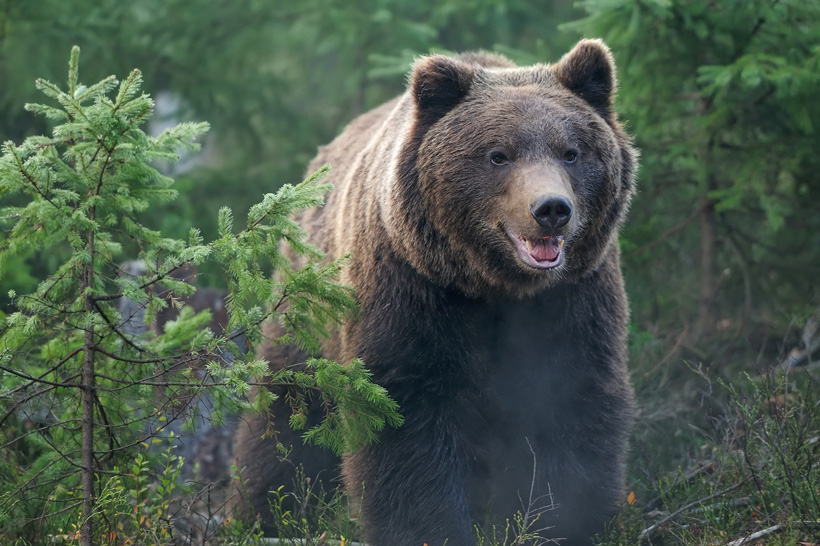 Large grizzly bear in trees Large grizzly bear in trees