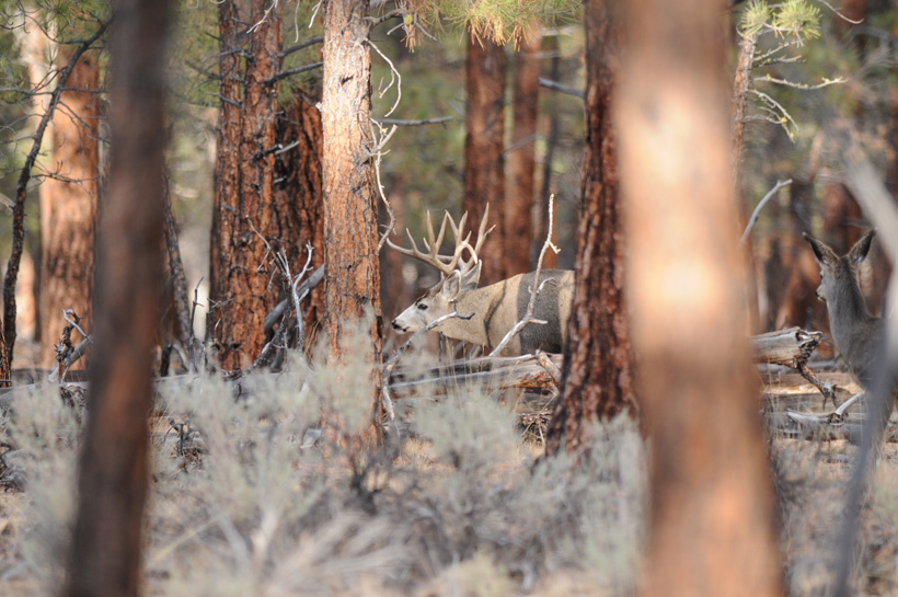 Large nontypical mule deer buck in timber Large nontypical mule deer buck in timber
