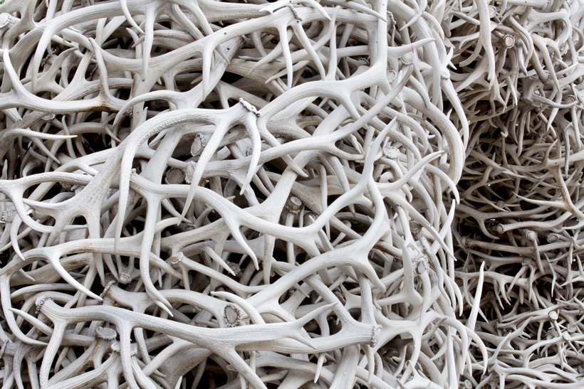 wyoming nabs shed antler poachers gohunt