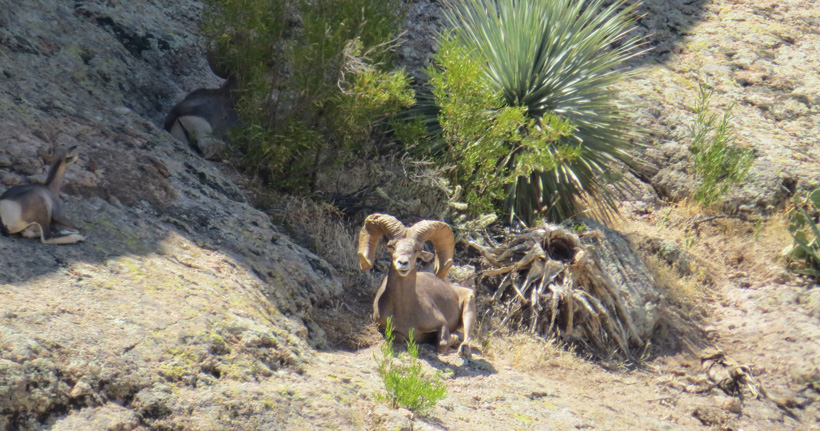 Live photo of Tony Loops Arizona desert bighorn Live photo of Tony Loops Arizona desert bighorn