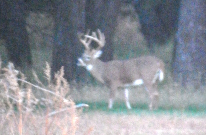 Live photo of an early season whitetail Live photo of an early season whitetail