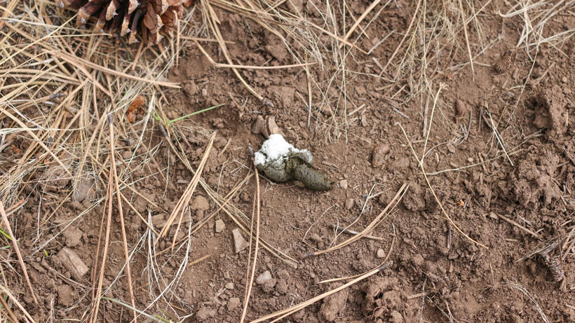Locate turkey scat to find hunting areas Locate turkey scat to find hunting areas