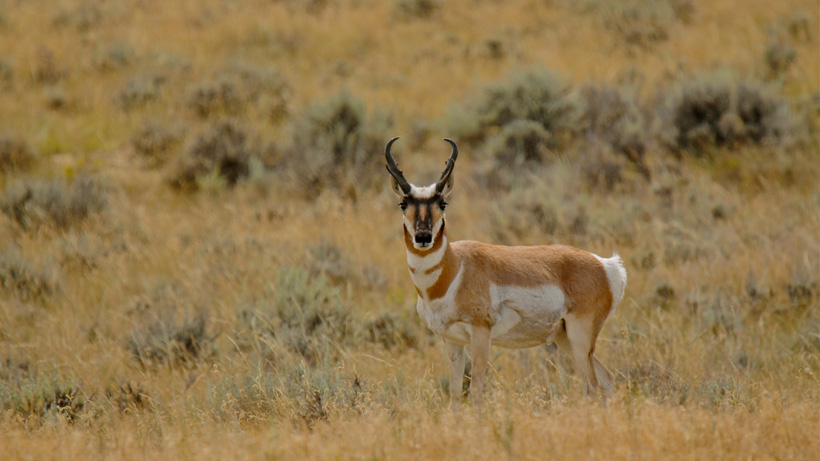 Lone antelope buck Lone antelope buck