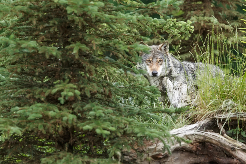 Lone wolf hiding in trees Lone wolf hiding in trees