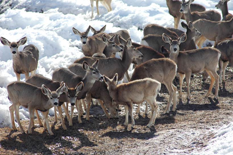 March mule deer feeding ground in Colorado March mule deer feeding ground in Colorado