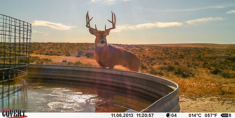Large mature 4x4 whitetail buck Large mature 4x4 whitetail buck