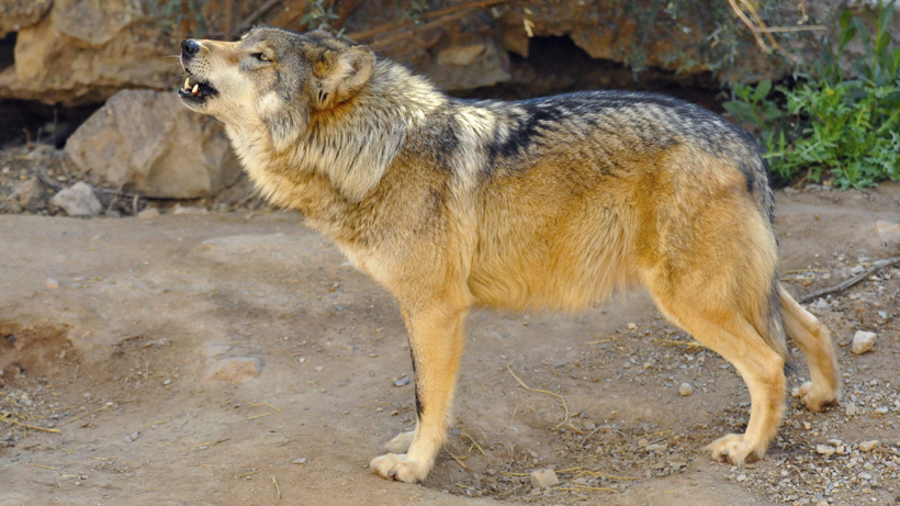 Mexican gray wolf howling Mexican gray wolf howling
