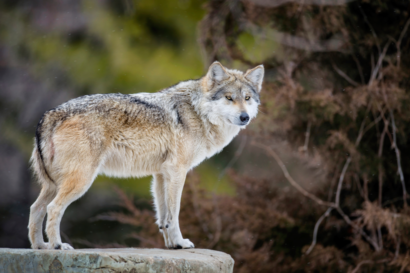 Mexican wolf recovery Mexican wolf recovery