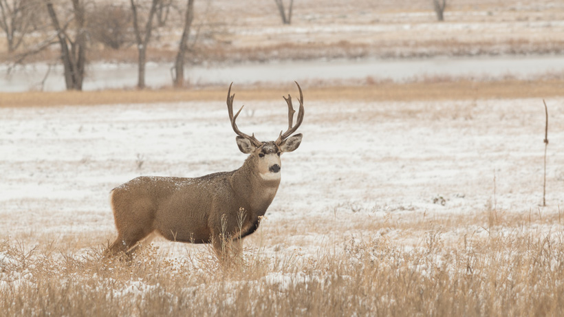 Montana Mule Deer Montana Mule Deer