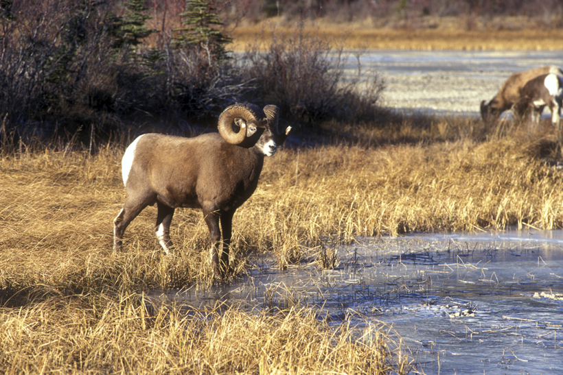 Montana bighorn sheep pneumonia outbreak Montana bighorn sheep pneumonia outbreak