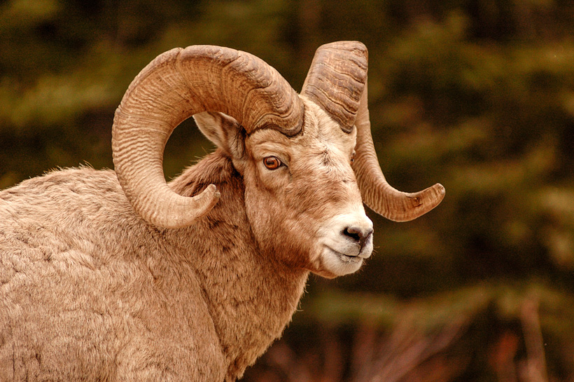 Montana bighorn sheep over-the-counter hunt Montana bighorn sheep over-the-counter hunt