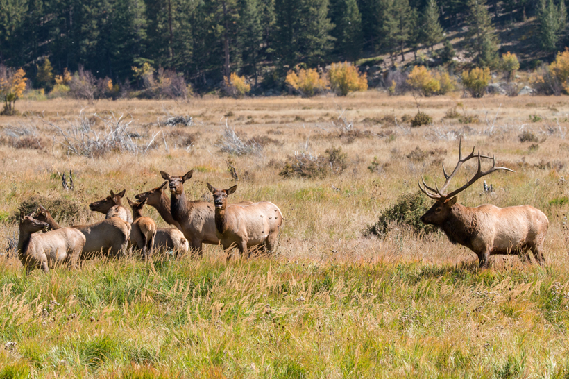 Montana's elk overpopulation on private land Montana's elk overpopulation on private land