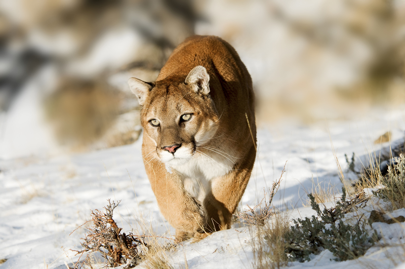 Mountain lion hunting Mountain lion hunting