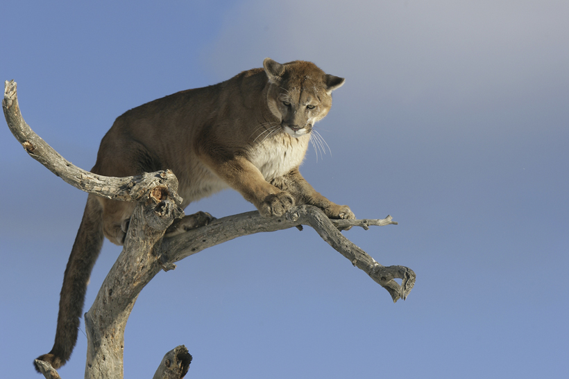 Mountain lion in tree Mountain lion in tree