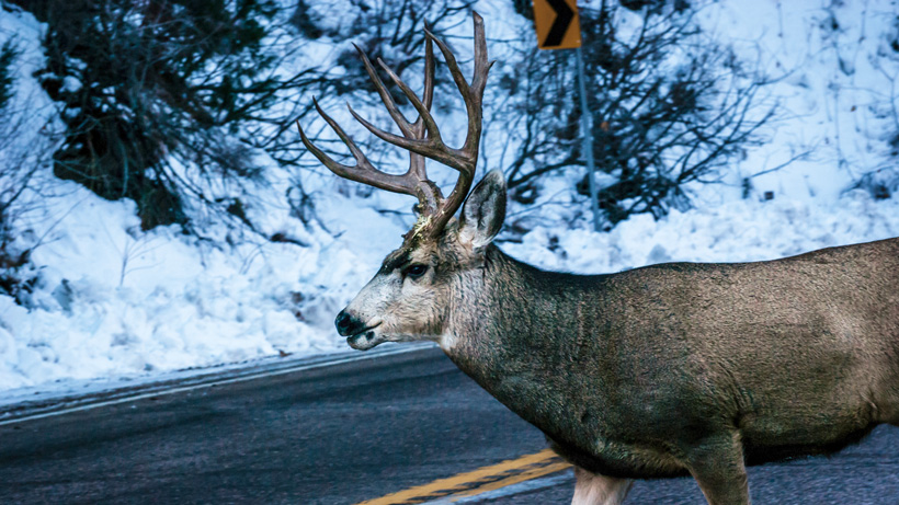 Washington Mule Deer Washington Mule Deer