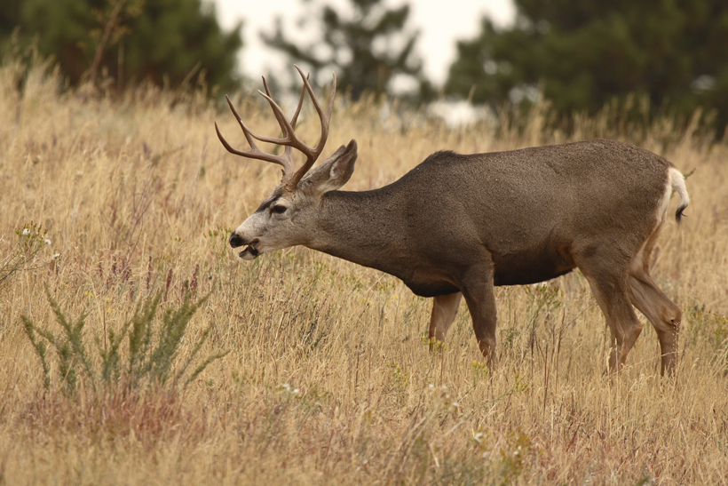 Mule deer buck CWD Mule deer buck CWD