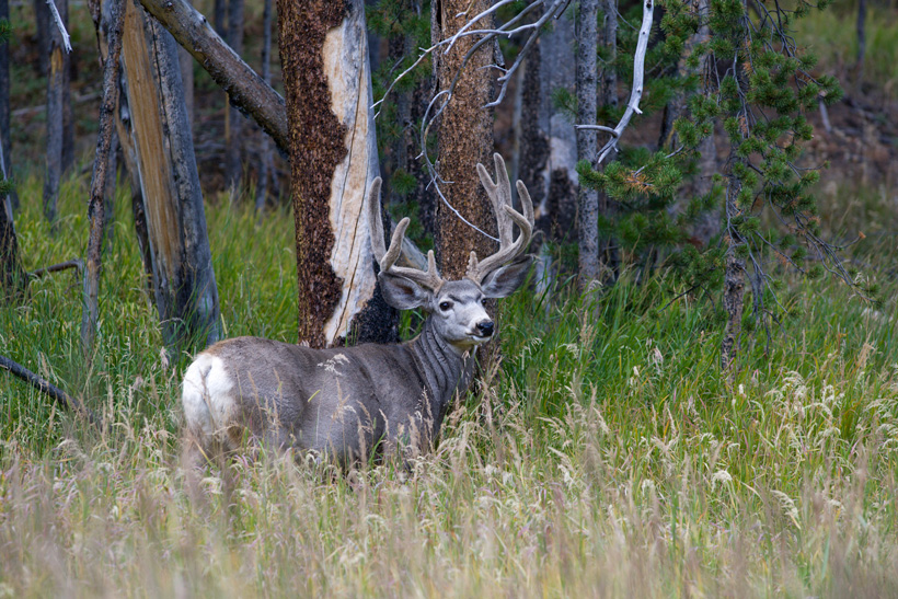 Mule deer buck in dark timber Mule deer buck in dark timber