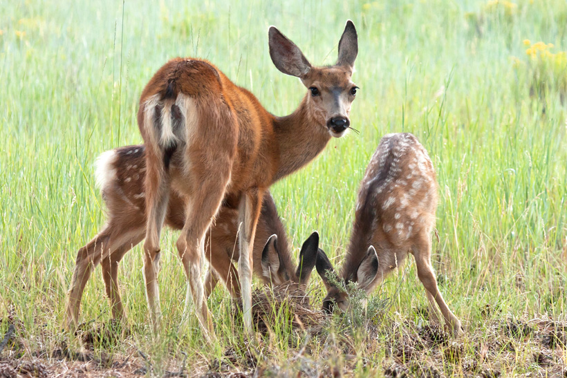 Mule deer doe with fawns Mule deer doe with fawns