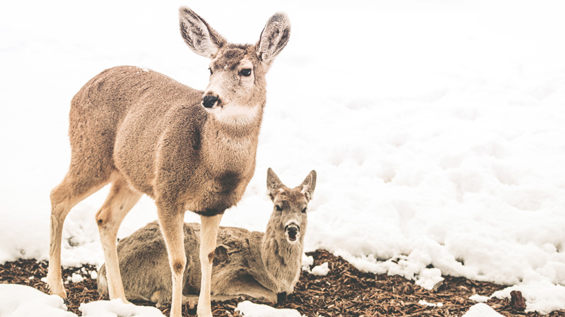Mule deer during winter Mule deer during winter
