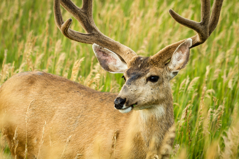 Mule deer nose Mule deer nose
