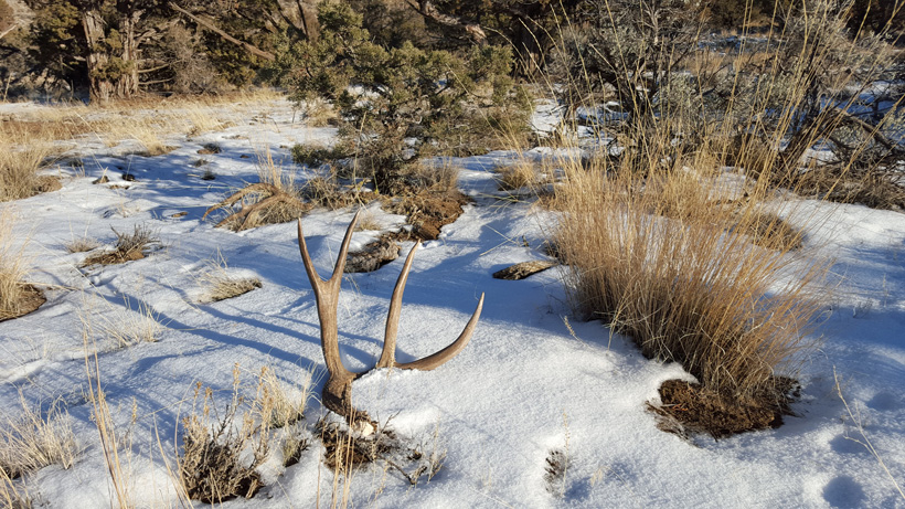 Mule deer shed antler in snow Mule deer shed antler in snow