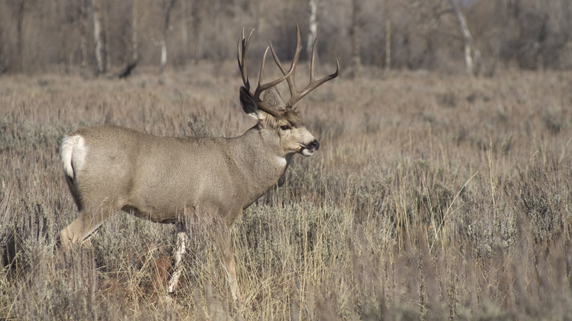 Mule deer walking through sagebrush Mule deer walking through sagebrush