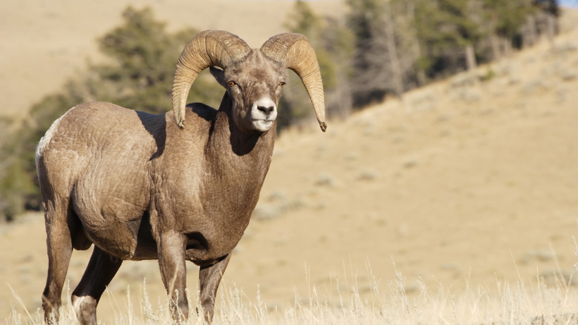 Nebraska Bighorn Sheep Nebraska Bighorn Sheep