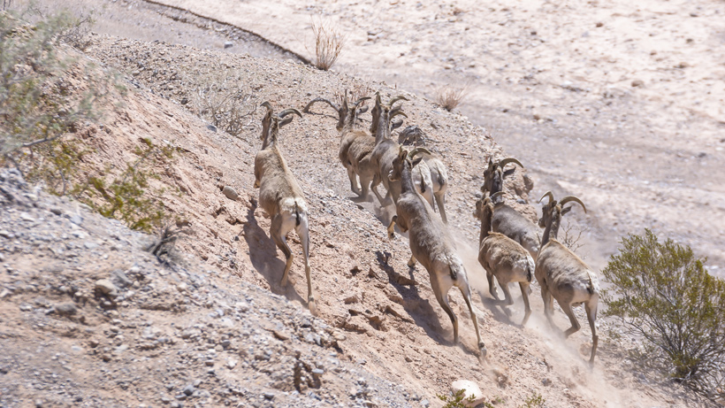 Nevada bighorn sheep Nevada bighorn sheep