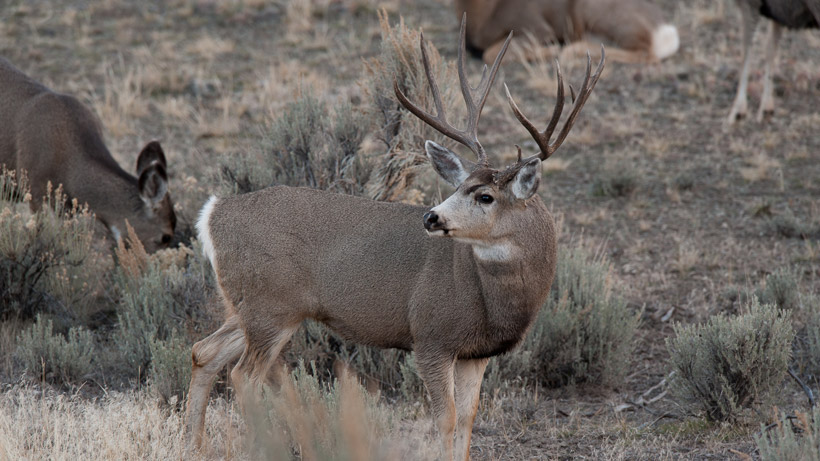 Nevada Mule Deer Nevada Mule Deer
